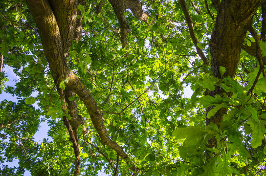View on the tree top from below. Old big oak with huge branches