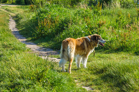 Big redhead and white dog in the field at beautiful summer day