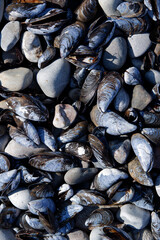 Shells and pebbles background