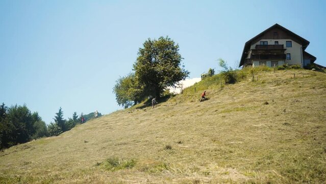 wide shoot of hill. farmer raking hay on hill with old rake on sunny day in summer. Raking grass