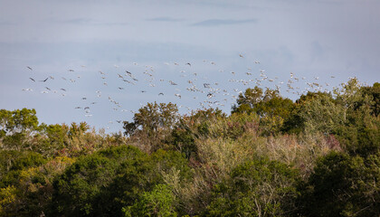 Flock of ibis