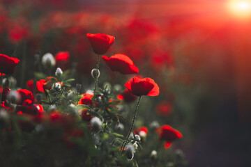 Beautiful field of red poppies in the sunset light. Israel, Beautiful blossoming red poppies, Spring In Israel, The Beautiful nature of Israel, Holy Land