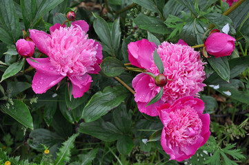 Pink peonies floral beauty