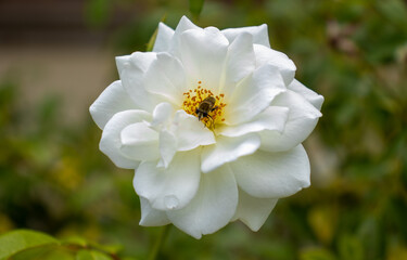 white flower with a bug