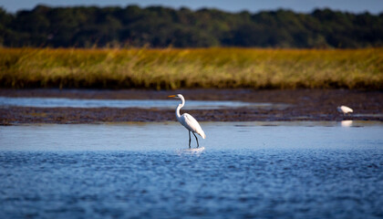 egret
