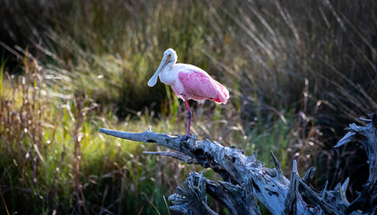 spoonbill