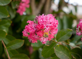 pink hydrangea bush