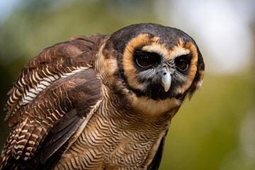 Asian Brown Wood Owl