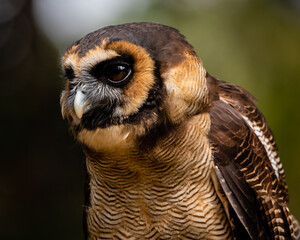 Asian Brown Wood Owl
