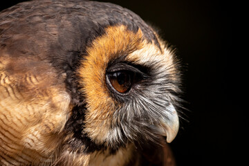 Asian Brown Wood Owl