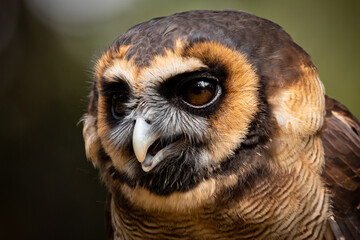 Asian Brown Wood Owl