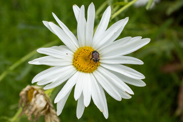 Fototapeta premium daisy with a bug