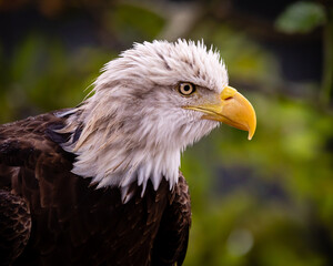 Obraz premium Bald Eagle