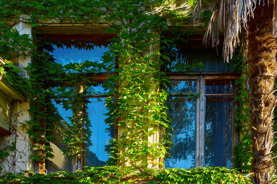 The windows of an old house covered with vegetation in the summer morning light. Reflections in window panes. Abkhazia,