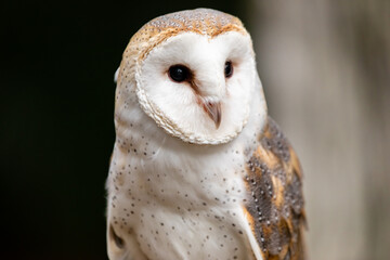 Barn Owl
