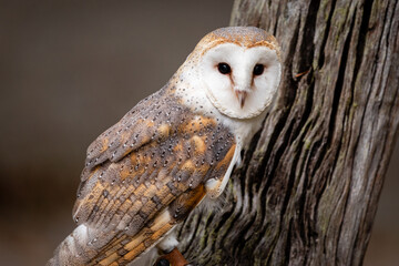 Barn Owl