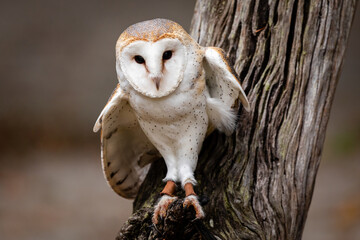 Barn Owl