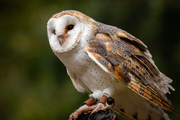 Barn Owl