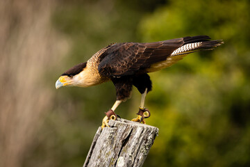 Crested Caracara