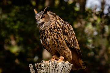 Eurasian Eagle Owl