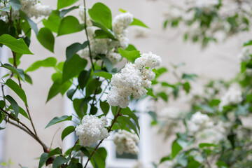 white flowers in the garden