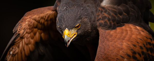 Harris's Hawk