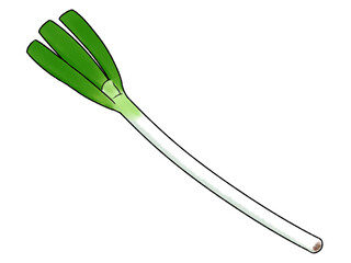 長ネギ 野菜