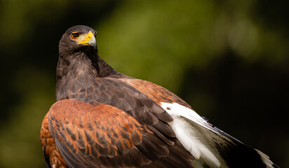 Harris's Hawk