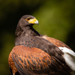 Harris's Hawk