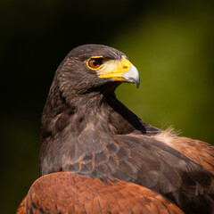 Harris's Hawk