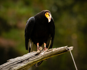 Lesser Yellow-headed Vulture
