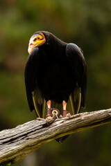 Lesser Yellow-headed Vulture