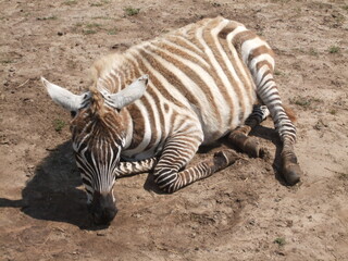 Fototapeta na wymiar Zebra 