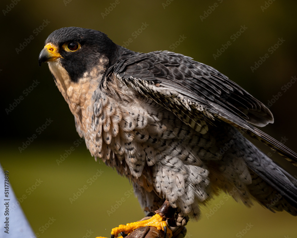 Wall mural Peregrine Falcon