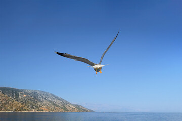 Fototapeta na wymiar Seagull flying over the Mediterranean