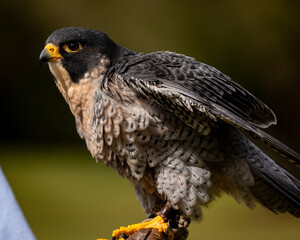 Peregrine Falcon