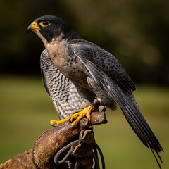 Peregrine Falcon