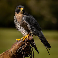 Peregrine Falcon