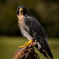 Peregrine Falcon