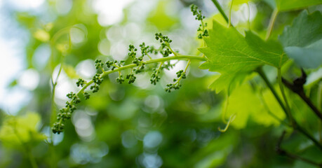 Fototapeta na wymiar Green bunch of grapes. Caring for a grape bush