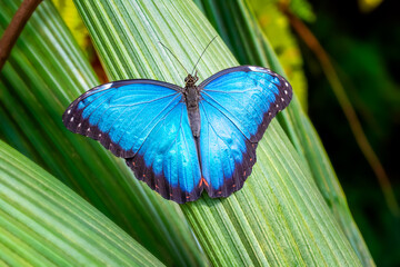 Beautiful butterfly on green plant