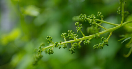 Green bunch of grapes. Caring for a grape bush
