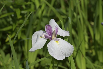 white iris flower