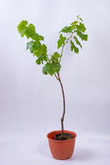 ブドウの新芽と苗木