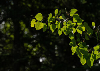 close up of green ash tree leaves on branch of healthy ash tree backlit in woods forest or park outdoor natural setting in nature with dark background room for type horizontal format blank dark space 