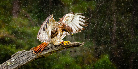 Fototapeta premium Red-tailed Hawk