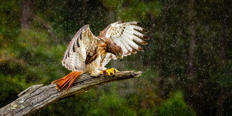 Fototapeta premium Red-tailed Hawk