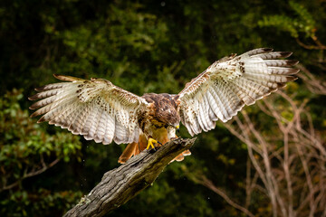 Red-tailed Hawk