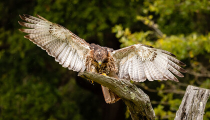 Red-tailed Hawk