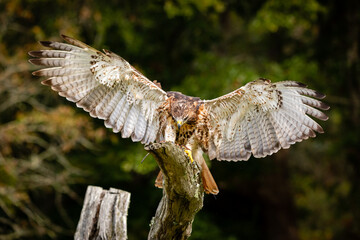 Red-tailed Hawk